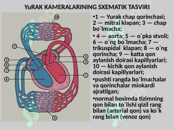 Yurak mitral va aortal nuqsonlari