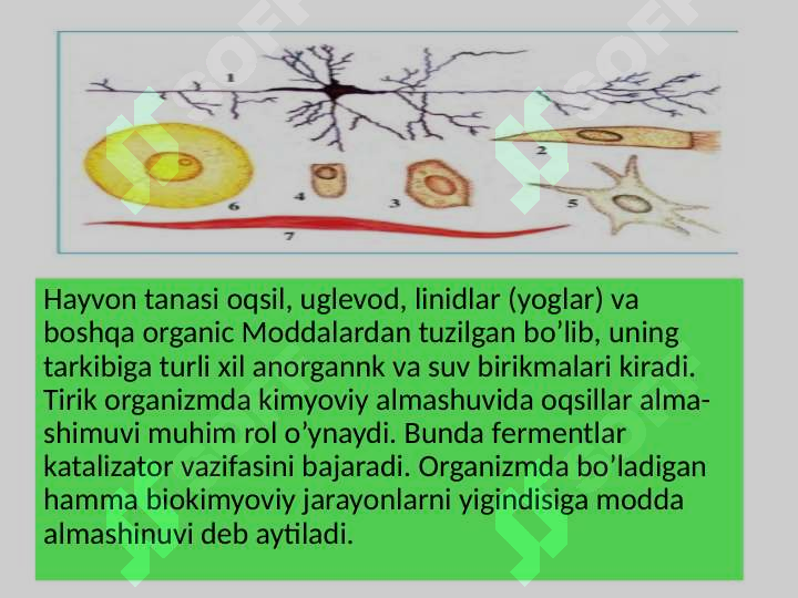 Hayvon organizmi hujayra va to`qimalarining tuzilishi va rivojlanish ...