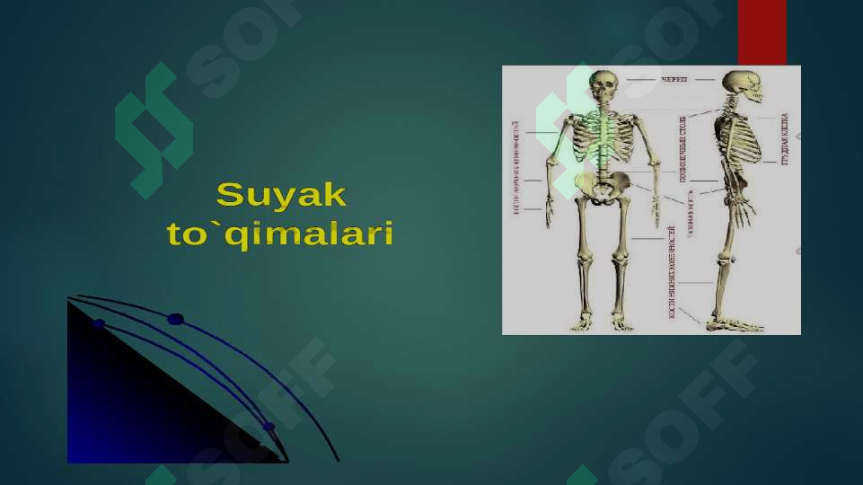 suyak to`qimasi