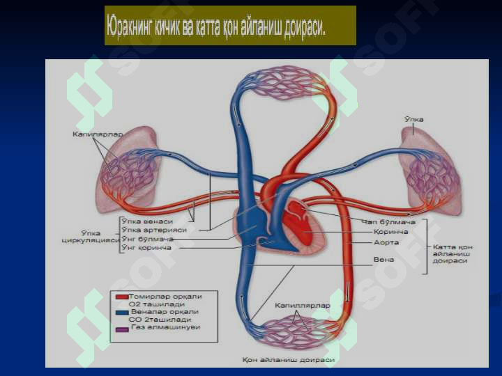 Yurak qon tomir tizimi gistologiyasi ( Yurak qon-tomir tizimi )