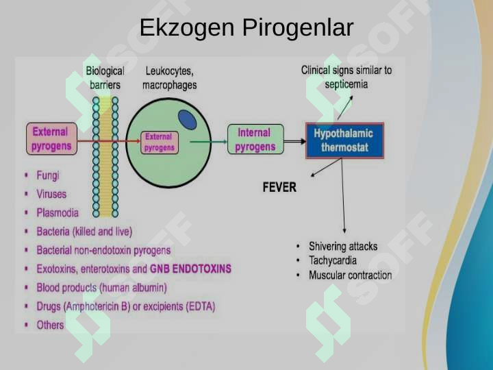 Pirogen moddalarning termoregulyatsiyadagi ahamiyati