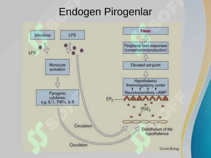 Pirogen moddalarning termoregulyatsiyadagi ahamiyati