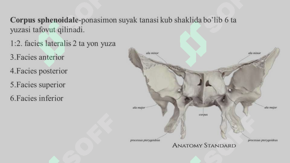 Ponasimon suyak