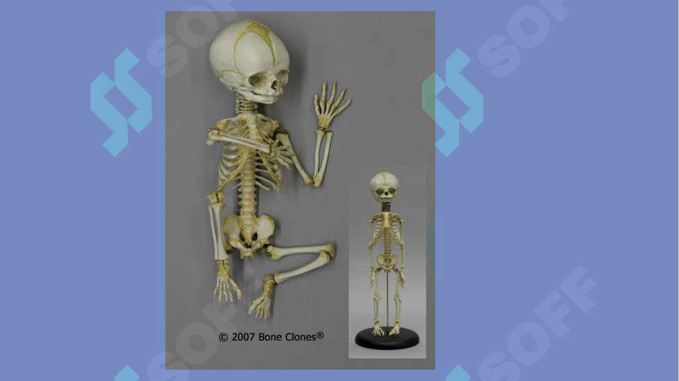 Bolalarda suyak tizimini anatomo – fiziologik hususiyatlari. Skeletni ...