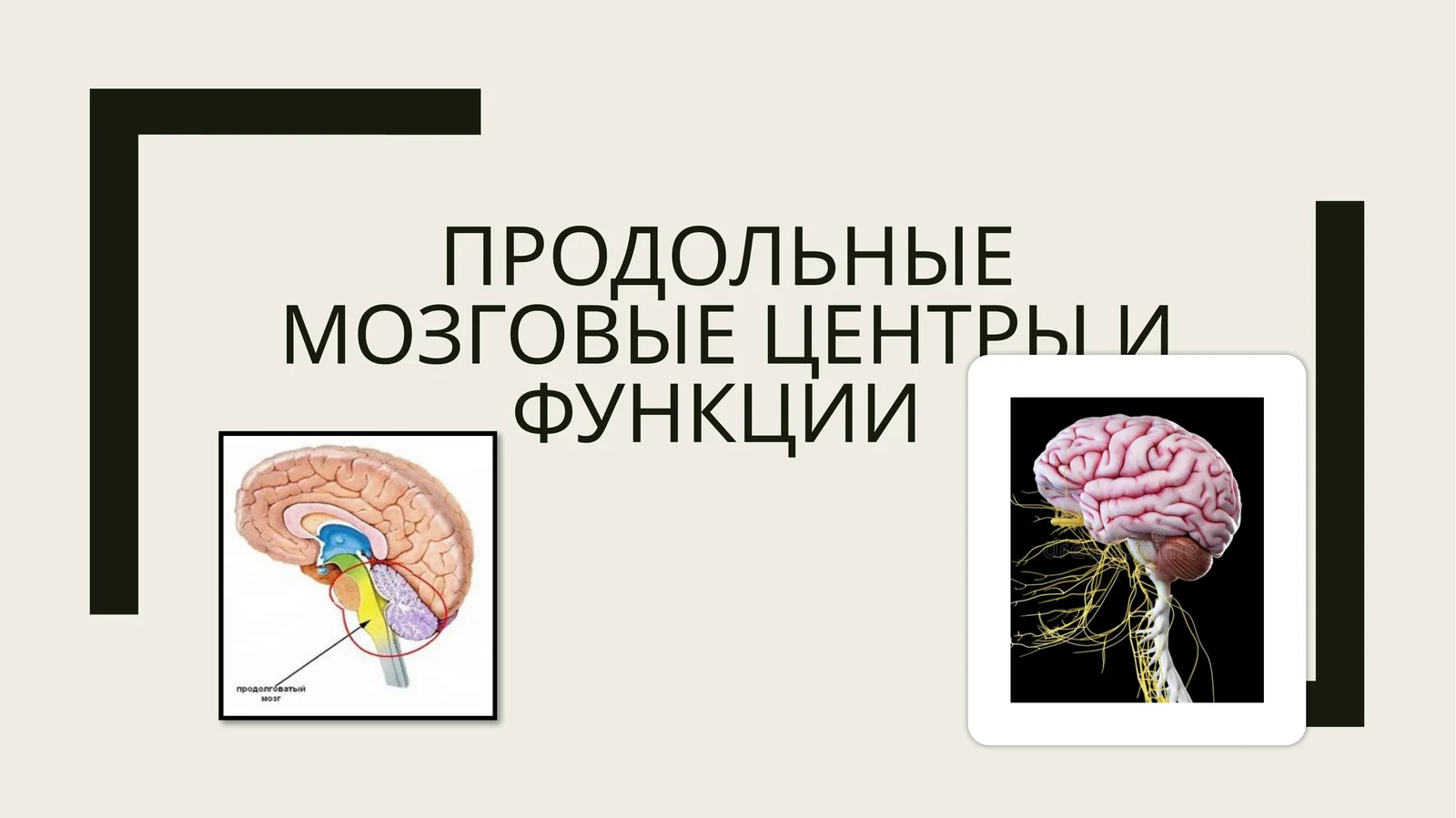 Продольные мозговые центры и функции