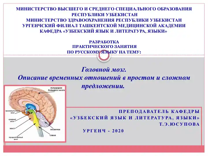 Головной мозг.Описаниевременных отношений в простом и сложном предложении.