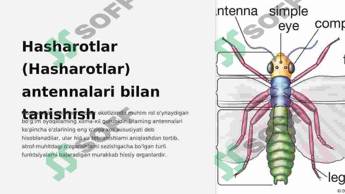 Hashorotlar Rasmi Hasharotlarning mo’ylovlarining tuzilishi va tiplari
