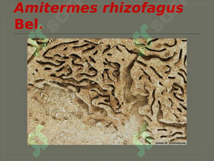 Hashorotlar Rasmi HASHAROTLAR BIOZARARLANISH MANBALARI
