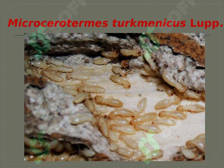 Hashorotlar Rasmi HASHAROTLAR BIOZARARLANISH MANBALARI