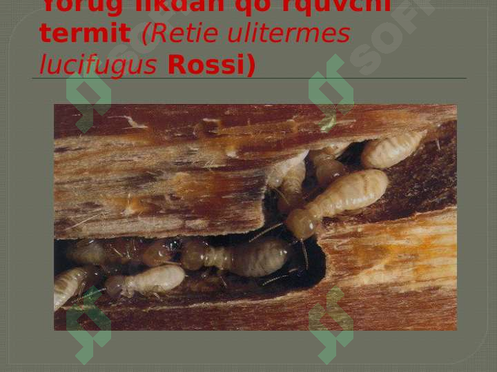 Hashorotlar Rasmi HASHAROTLAR BIOZARARLANISH MANBALARI