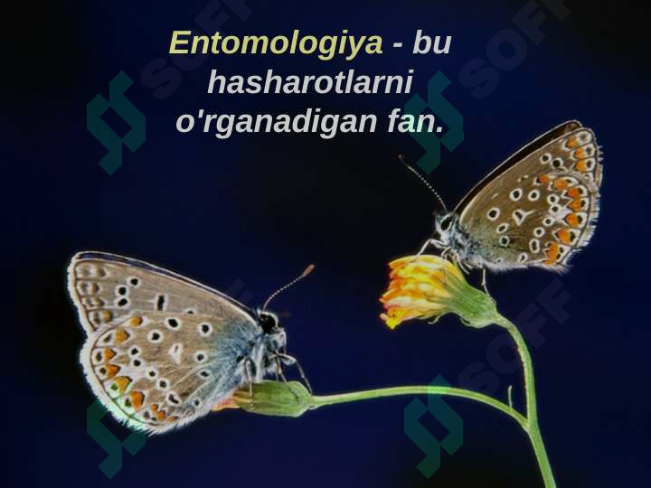 Hashorotlar Rasmi Hasharotlar sinfi